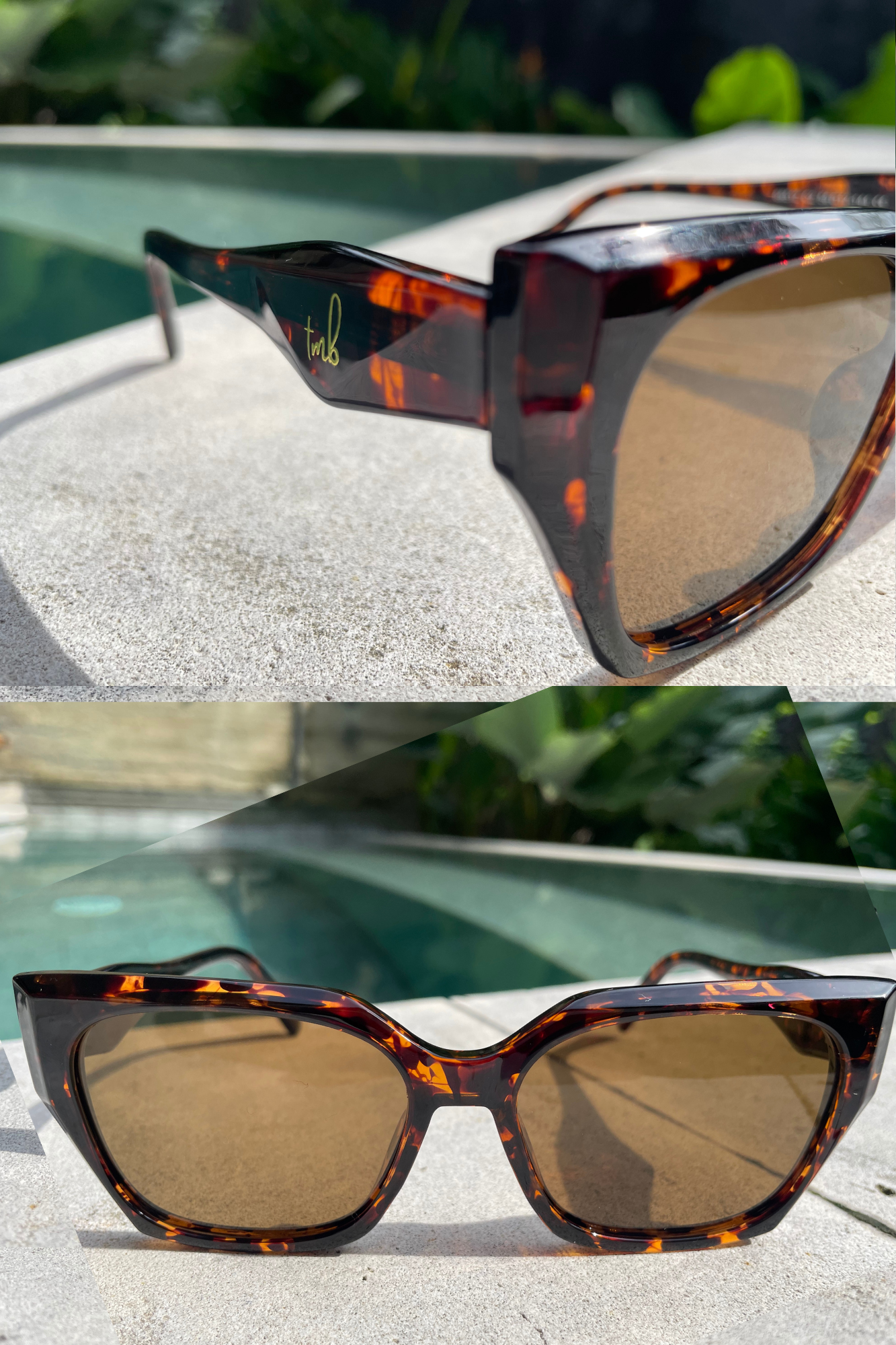 Shady - Square Eye Tortoise